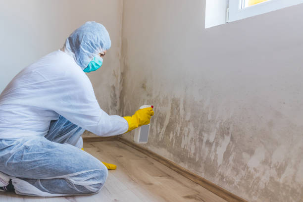 Licensed Black Mold Removal service in Bealeton, VA - WQB Mold Removal